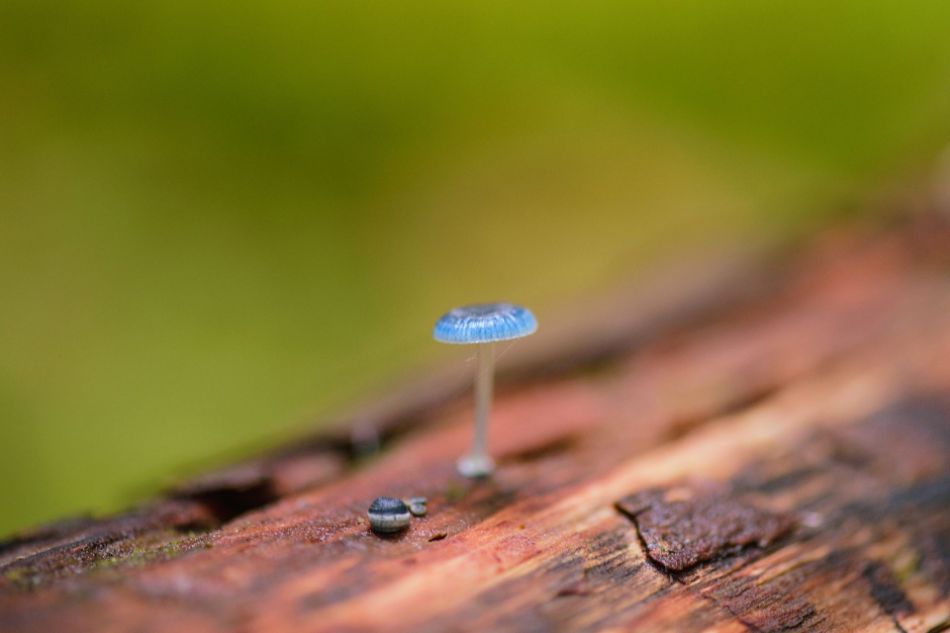 A mushroom that changes color depending on the time of day? It exists in nature!